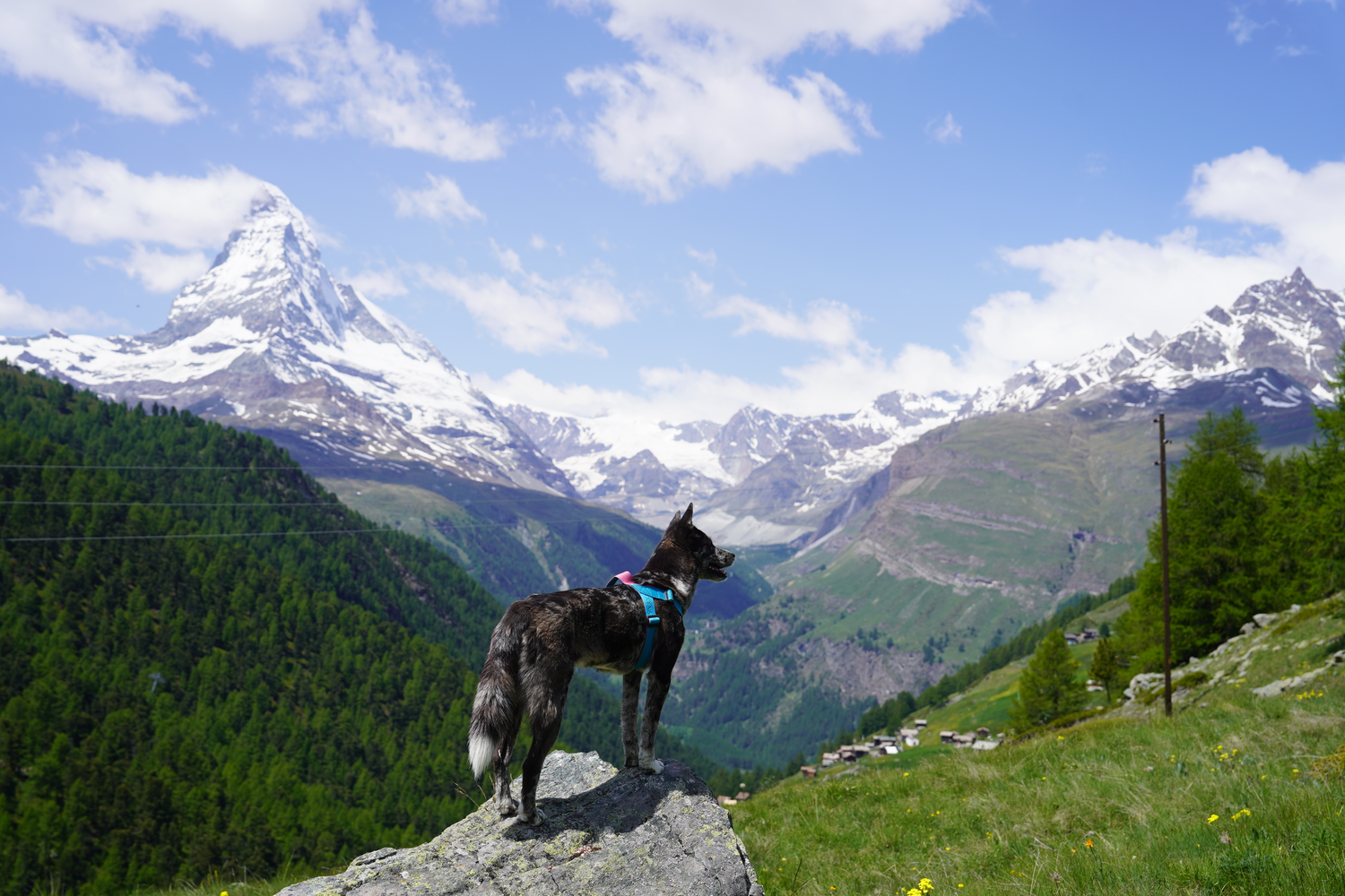 Dog with Boondog harness at Matterhorn
