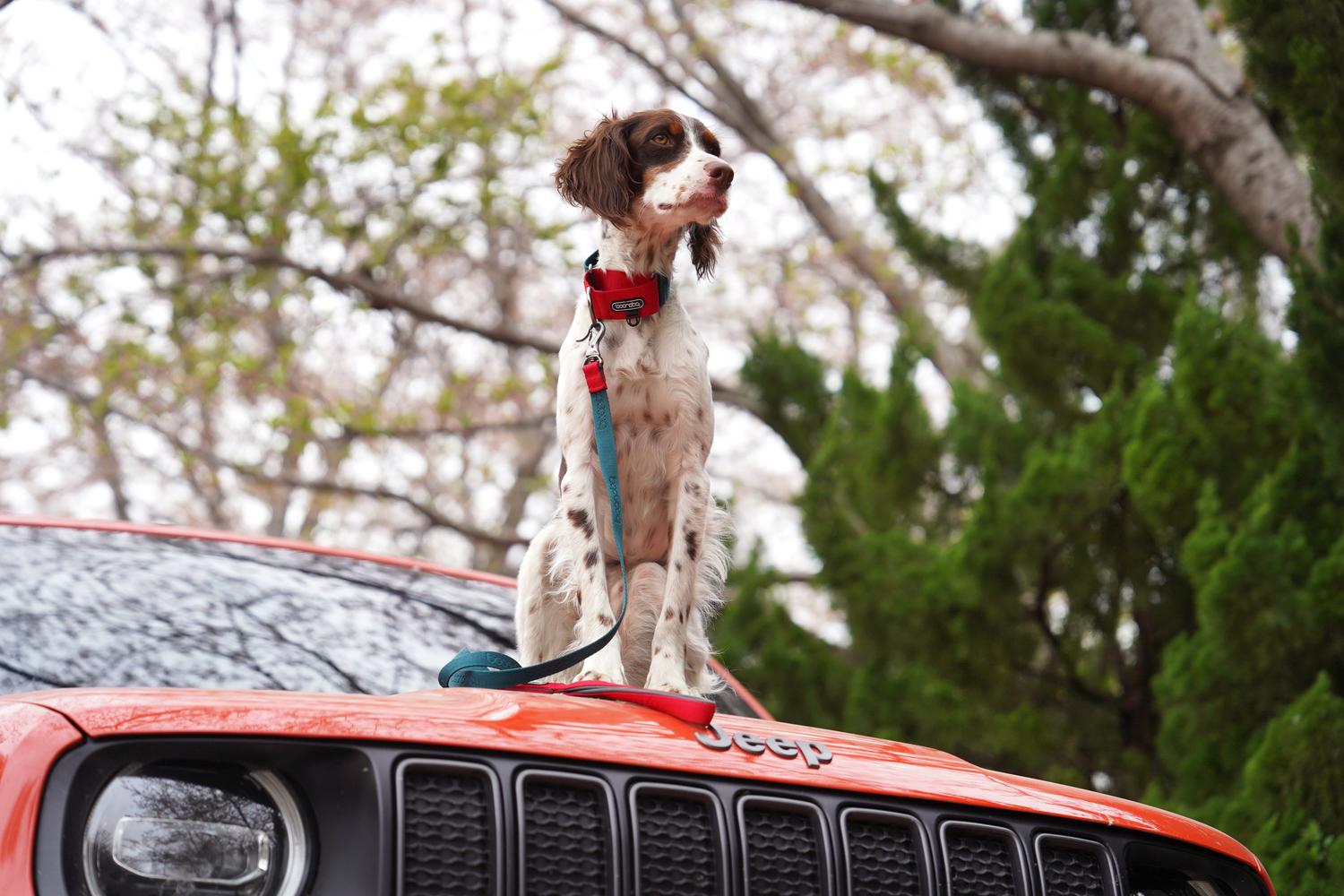 Dog with Boondog gear